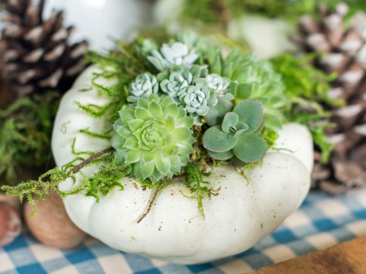 decoracion mesa jardin soluciones minimalistas suculentas