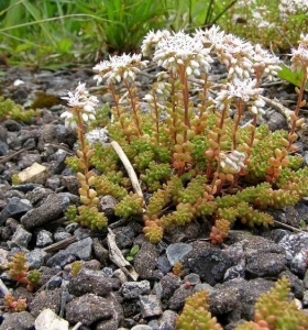 Terrazas cubiertas decoracion y diseño - 48 ideas