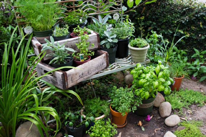 plantas cocinas especies salidas cajas