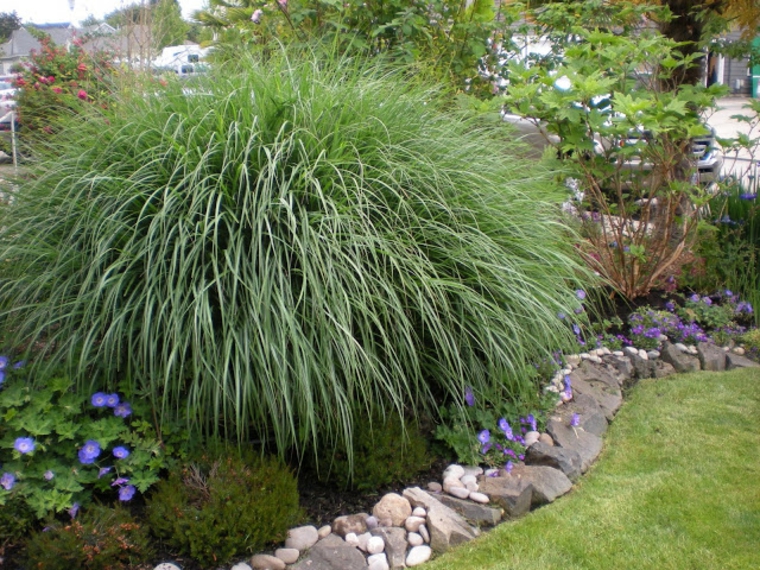 jardin japones opciones hierba montana cesped ideas