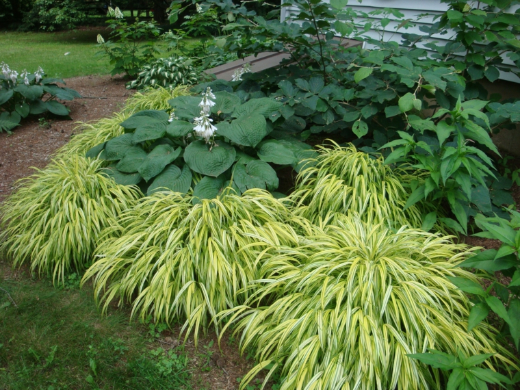 jardin japones opciones hierba montana decora ideas