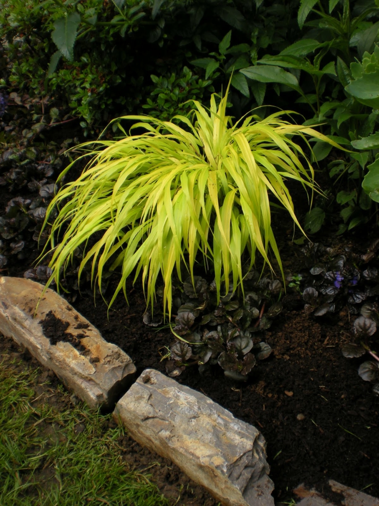 jardin japones opciones hierba montana jardin ideas