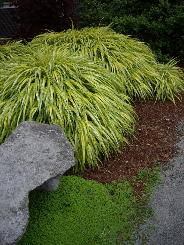 jardin japones opciones hierba montana verde ideas