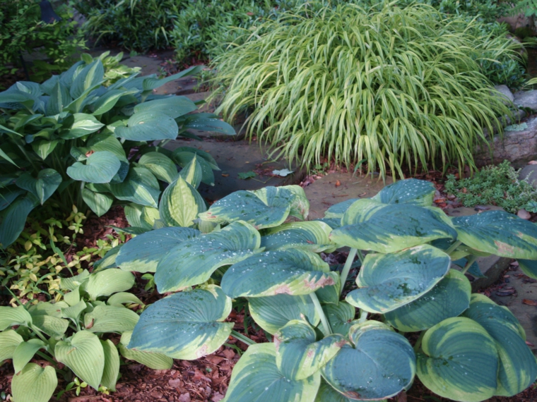 jardin opciones hierba japonesa montana ideas