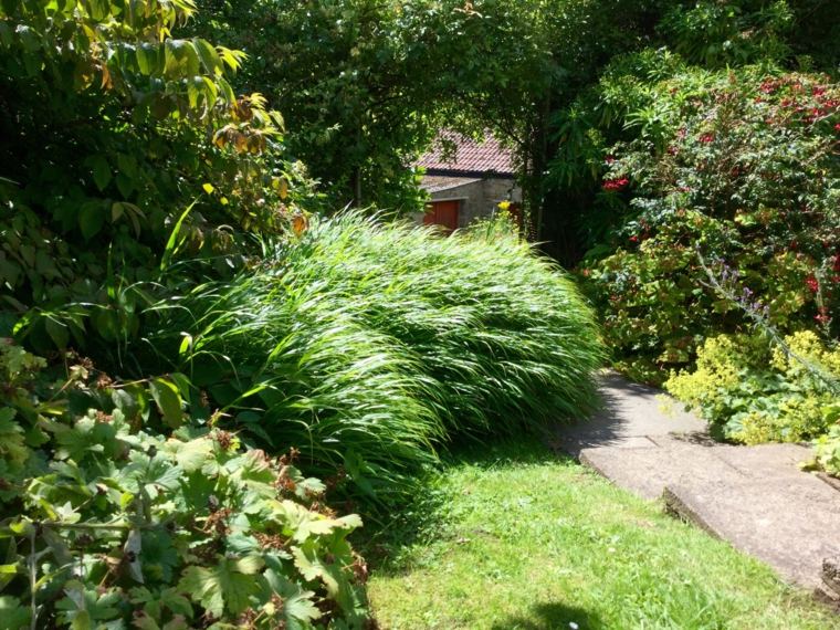 jardin plantas hierba montana japonesa cesped ideas