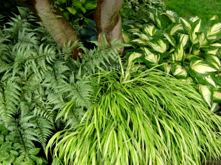 jardin plantas opciones hierba montana japonesa arbol ideas