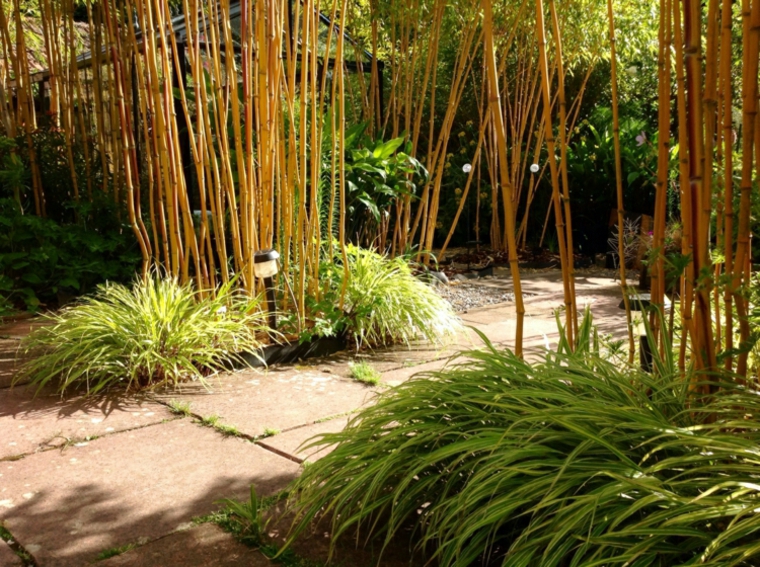 jardin plantas opciones hierba montana japonesa bambu ideas