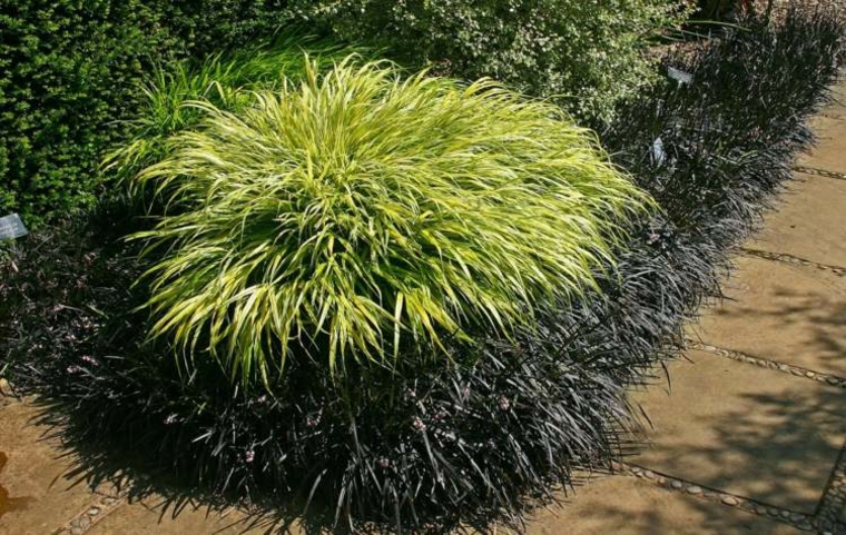 jardin plantas opciones hierba montana japonesa bonita ideas