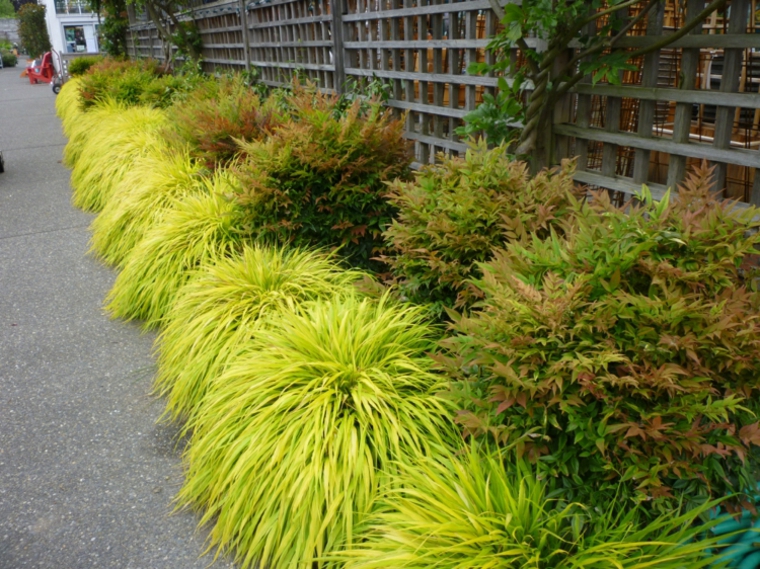 jardin plantas opciones hierba montana japonesa camino valla ideas