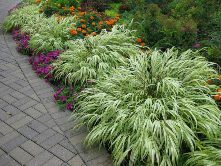 jardin plantas opciones hierba montana japonesa camino ideas