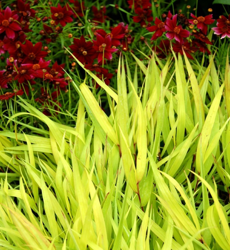 jardin plantas opciones hierba montana japonesa destaca ideas