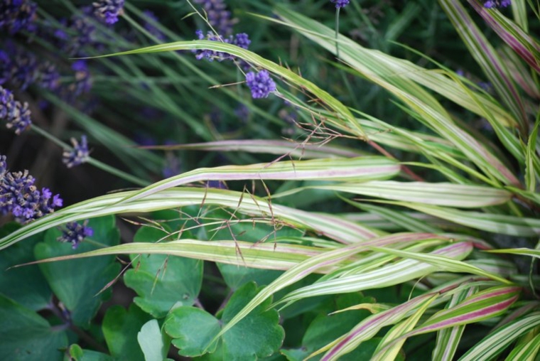 jardin plantas opciones hierba montana japonesa flores ideas