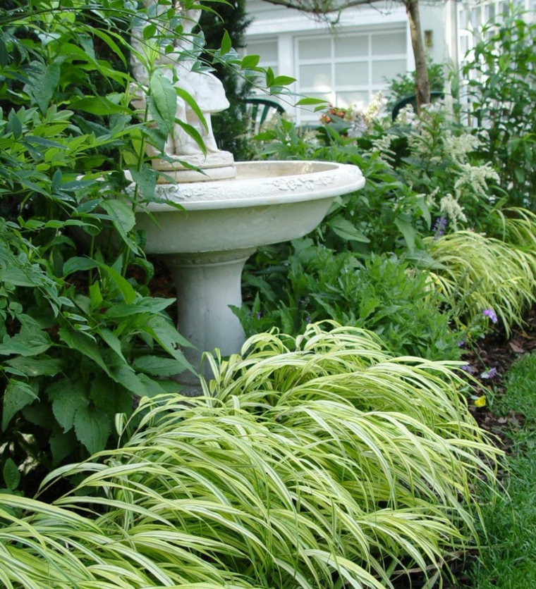 jardin plantas opciones hierba montana japonesa fuente ideas