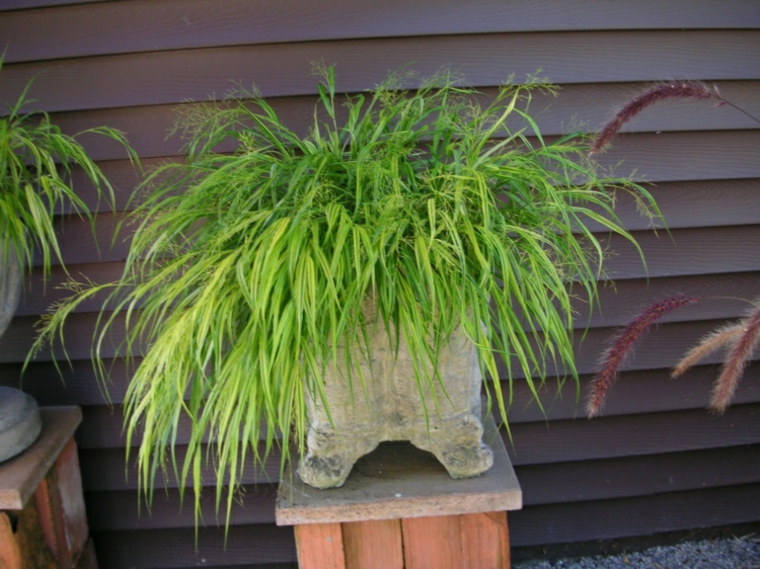 jardin plantas opciones hierba montana japonesa maceta piedra ideas