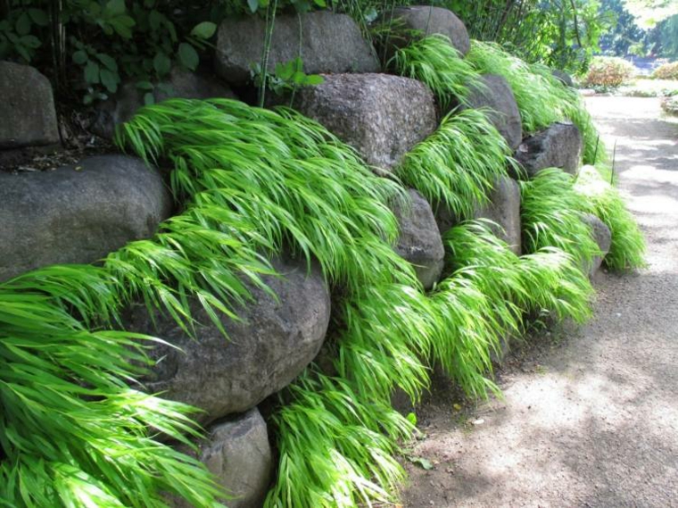 jardin plantas opciones hierba montana japonesa piedras grandes ideas