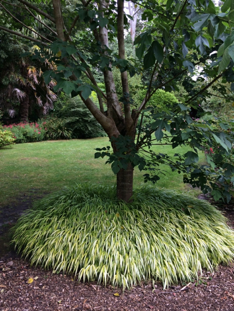 jardin plantas opciones hierba montana japonesa rodea arbol ideas