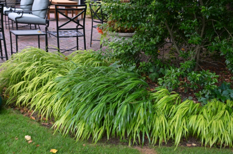 jardin plantas opciones hierba montana japonesa sillas acero ideas