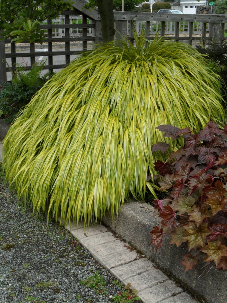 jardin plantas opciones hierba montana japonesa valla ideas