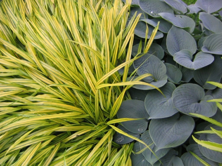 jardin plantas opciones hierba montana japonesa verde ideas