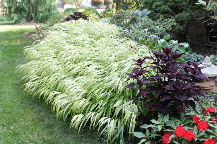 jardin plantas opciones hierba montana japonesa ideas
