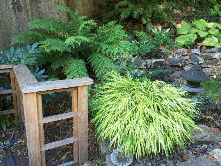 jardin plantas opciones hierba montana ideas