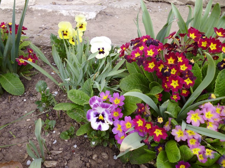 jardineria-paisajismo-flores-primavera-colores
