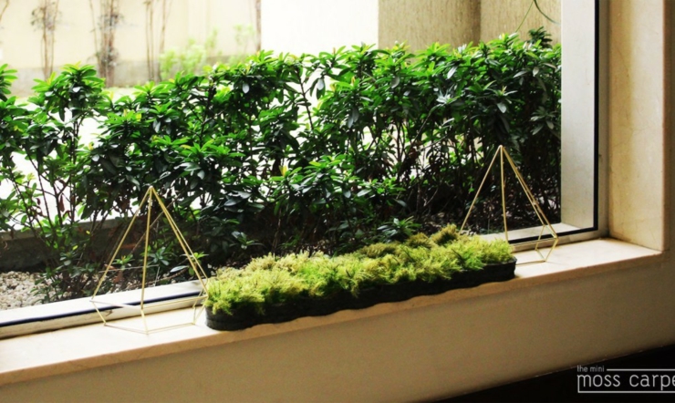 macetas pequeñas con musgos plantas macetas pequeñas decorativas plantas