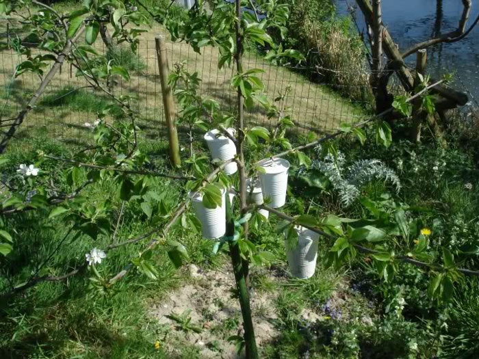 manzanas arboles detalles cuidados vasos