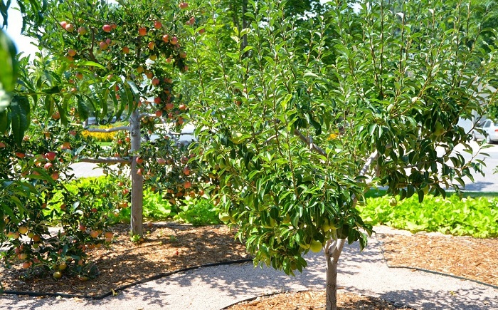 manzanos plantas salones puertas manzanas
