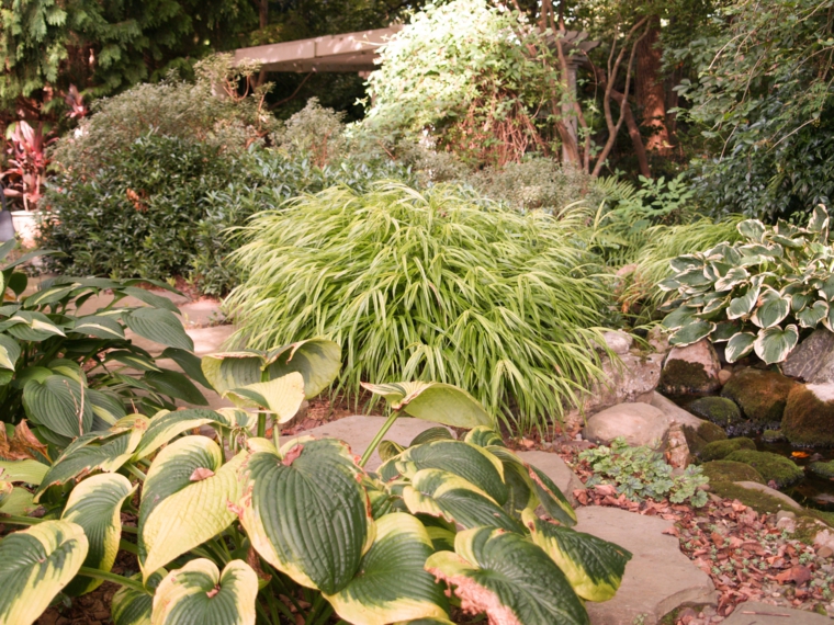 opciones jardin plantas hierba montana japonesa ideas