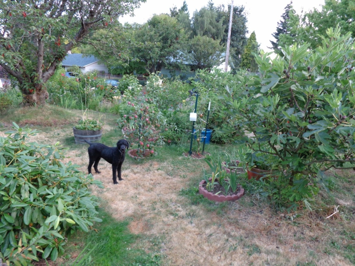 perro huereto soluciones paredes frutas