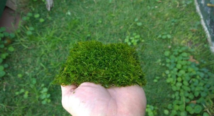 utilizar musgos naturales para decorar trozo parcela musgos verdes