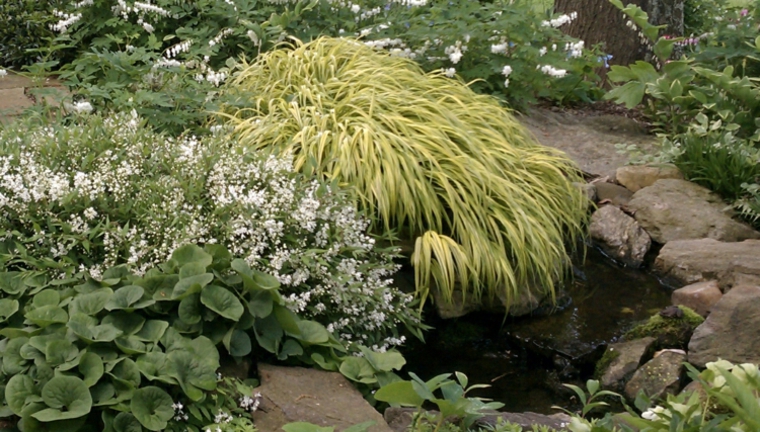 vegetacion jardin opciones hierba montana japonesa ideas