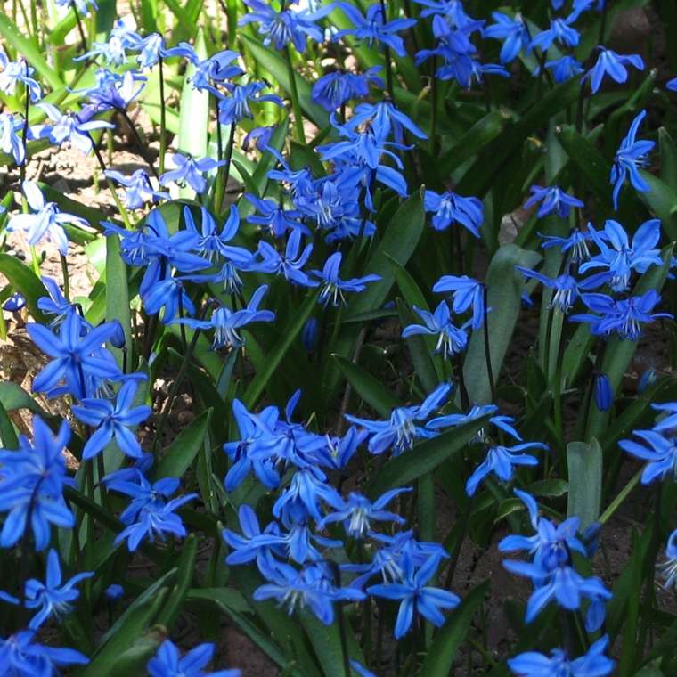 bonitas flores color azul