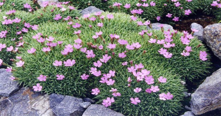 bonito alpineum decorado flores