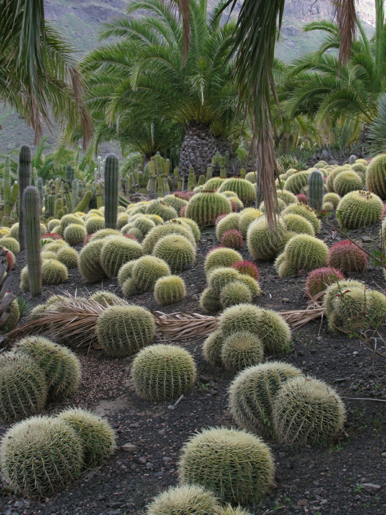bonito jardín con bolas de cactus bonito jardin bolas cactus palmeras