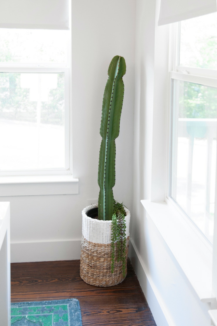 salones de diseño cactus canastas solos estantes frecuencias fuentes