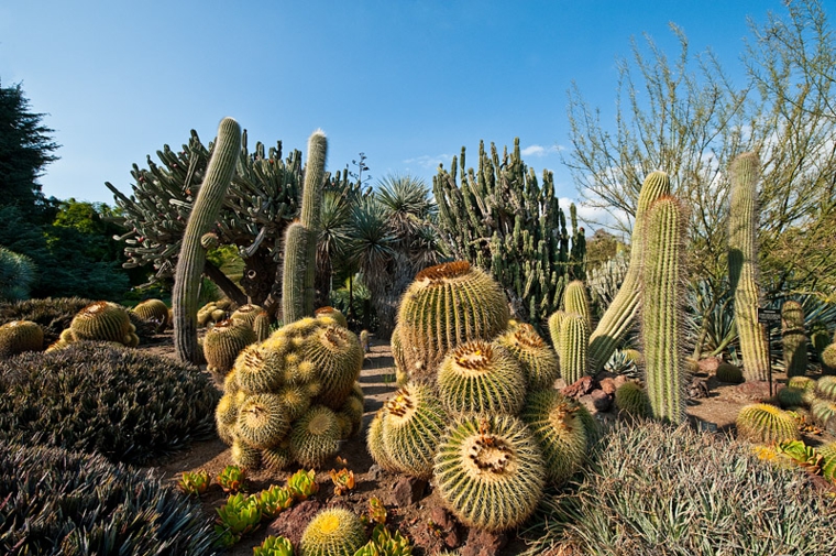cultivar distintas especies de cactus cultivar distintas especies plantas cactus