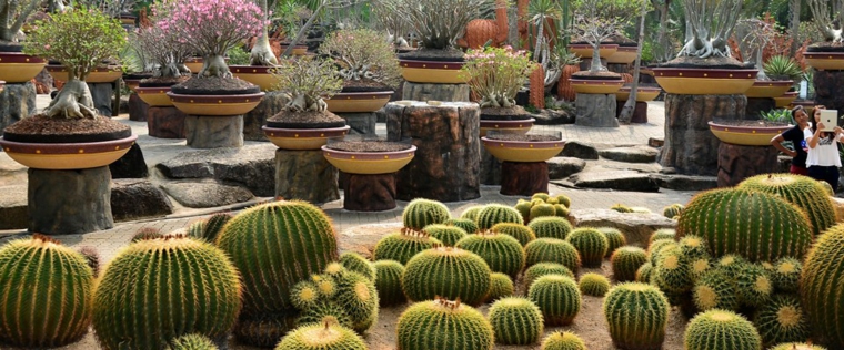 jardín con bolas de cactus decoracion óriginal jardines cactus