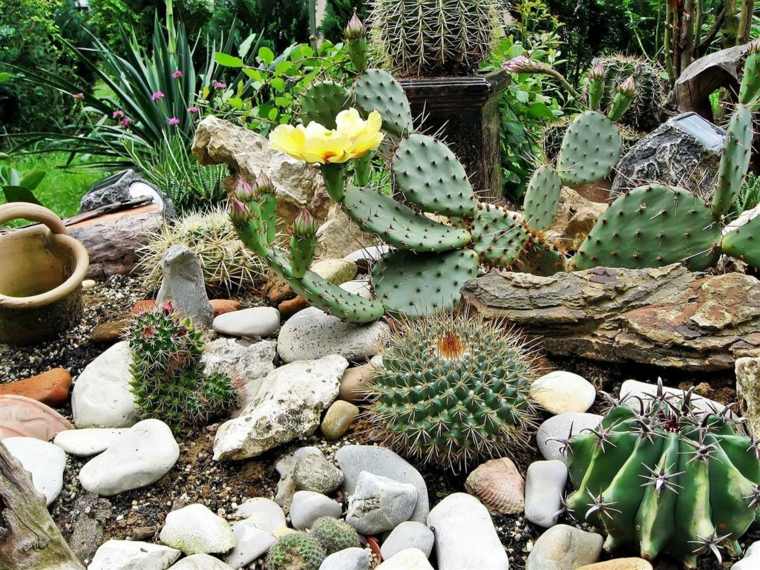 estupendo jardin muchos cactus