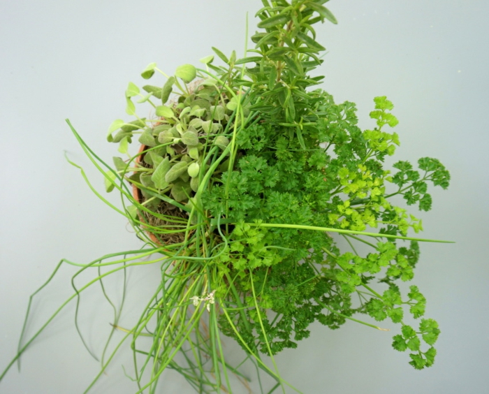 detalles de diseño hierbas aromaticas detalles mesa comcepto variantes