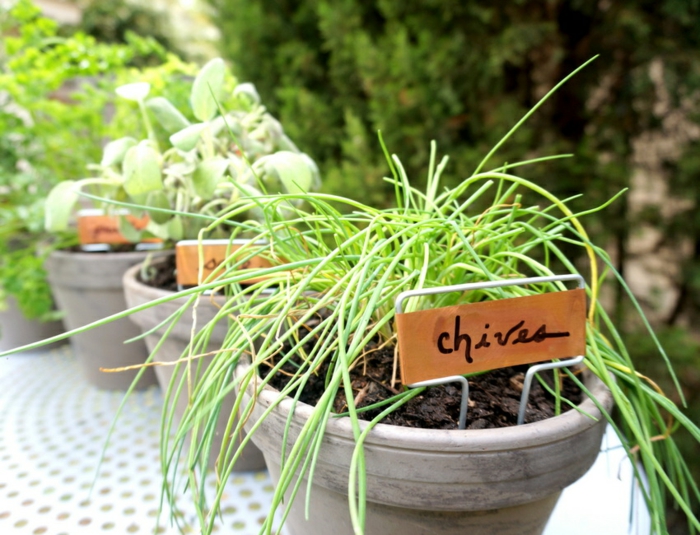 sobre mesa hierbas aromaticas detalles mesas especiales pinos
