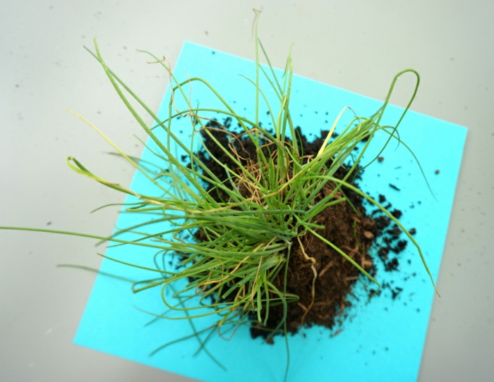 seleccion de plantas hierbas aromaticas detalles mesas frenos plantas