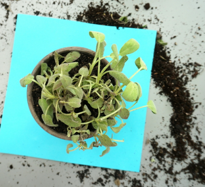 ideas de diseño hierbas aromaticas detalles superiores conceptos presentes