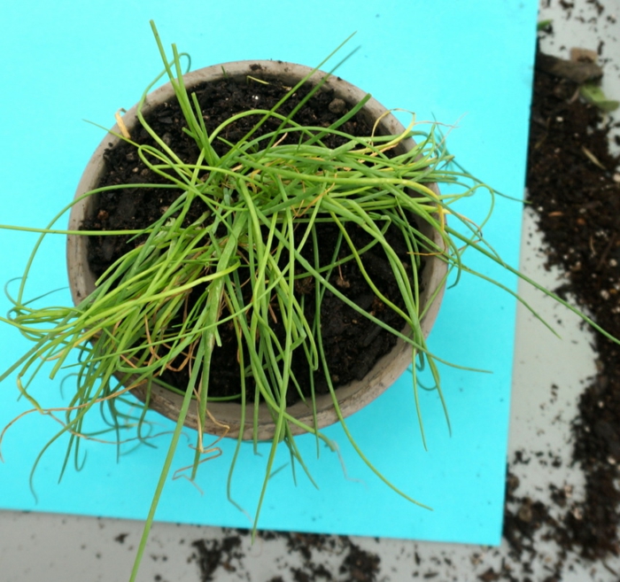 variantes de diseño hierbas aromaticas divisiones salas salas