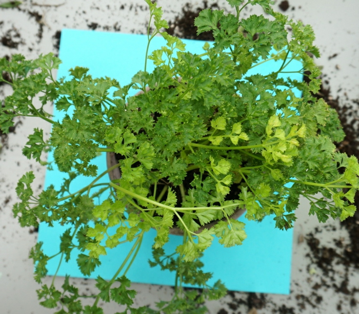 detalles de diseño hierbas aromaticas plantaciones salas papeles