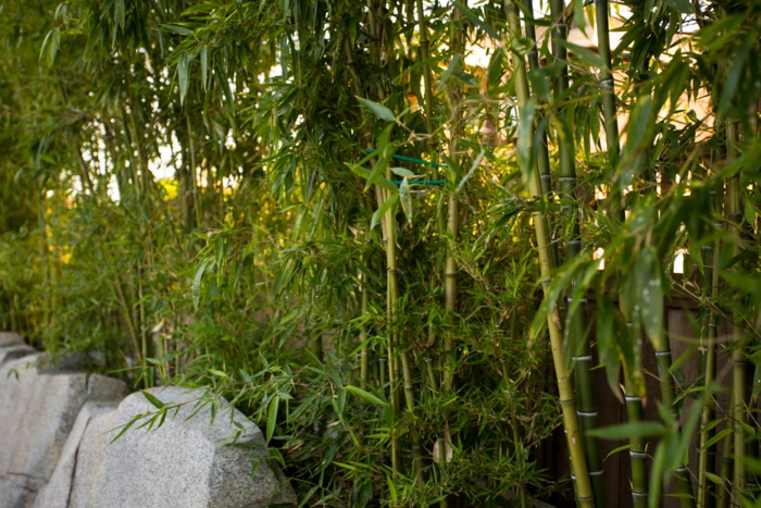 ideas bambu concreto salas externas colores
