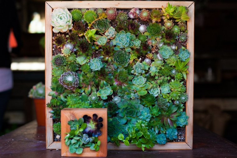 Panneau de jardin vertical Plantes succulentes