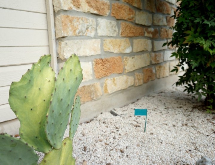 jardines mantenimiento soluciones cactus hojas
