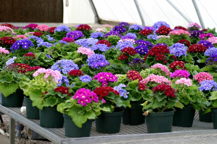 Marzo - ¿Cómo recibir a la primavera en nuestro jardín?